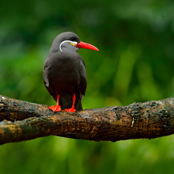 natura e parchi nazionali in Perù