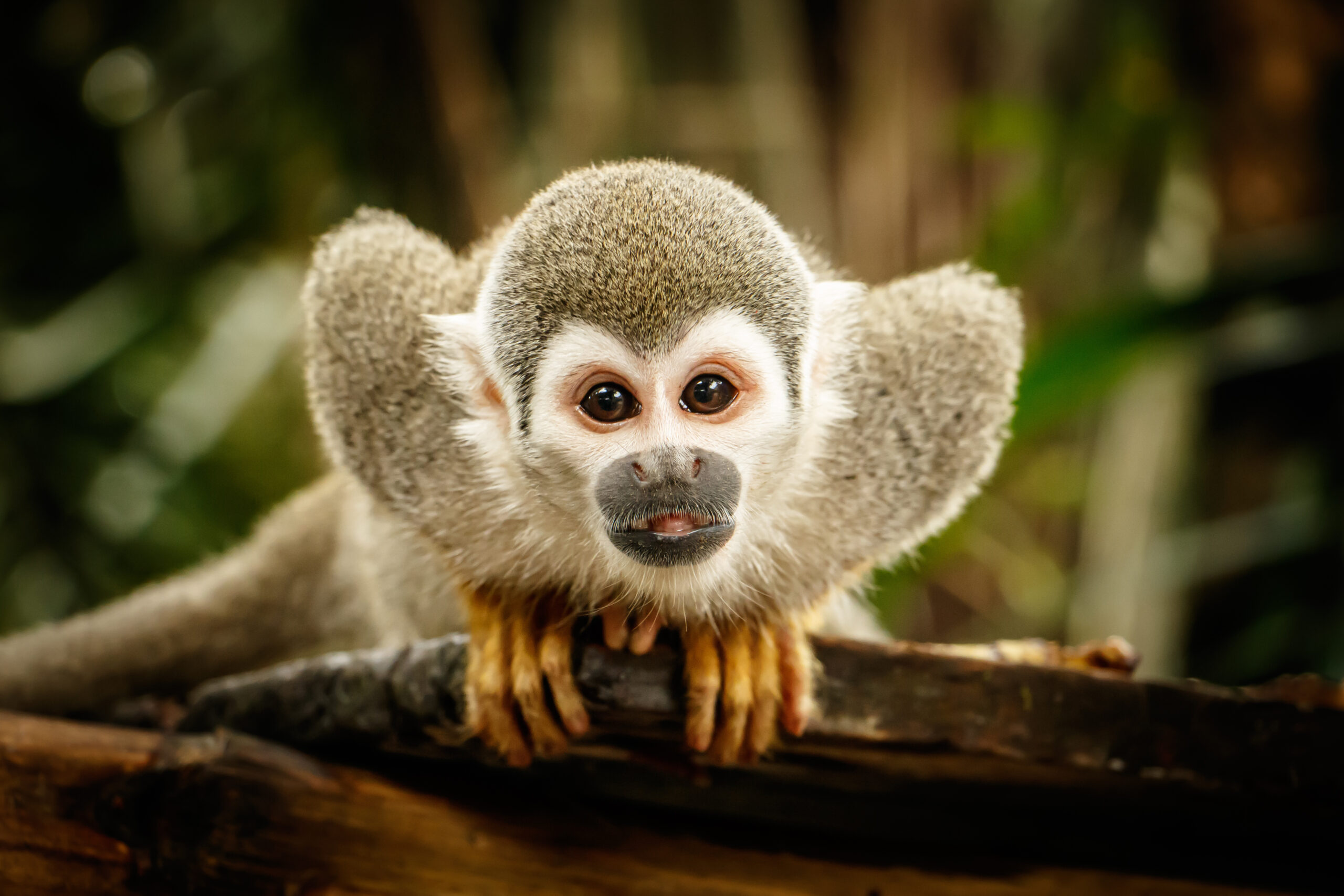viaggio in amazzonia perù