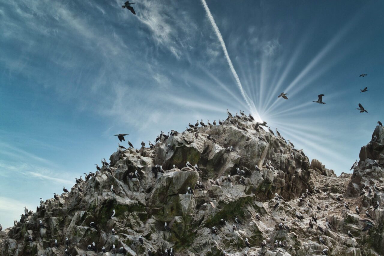 tour paracas e islas ballestas perù