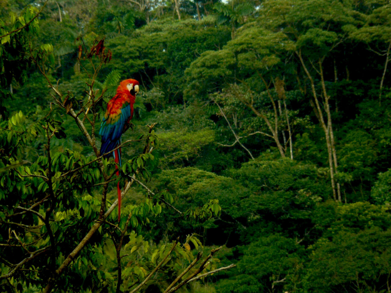 viaggio perù amazzonia - madre de dios