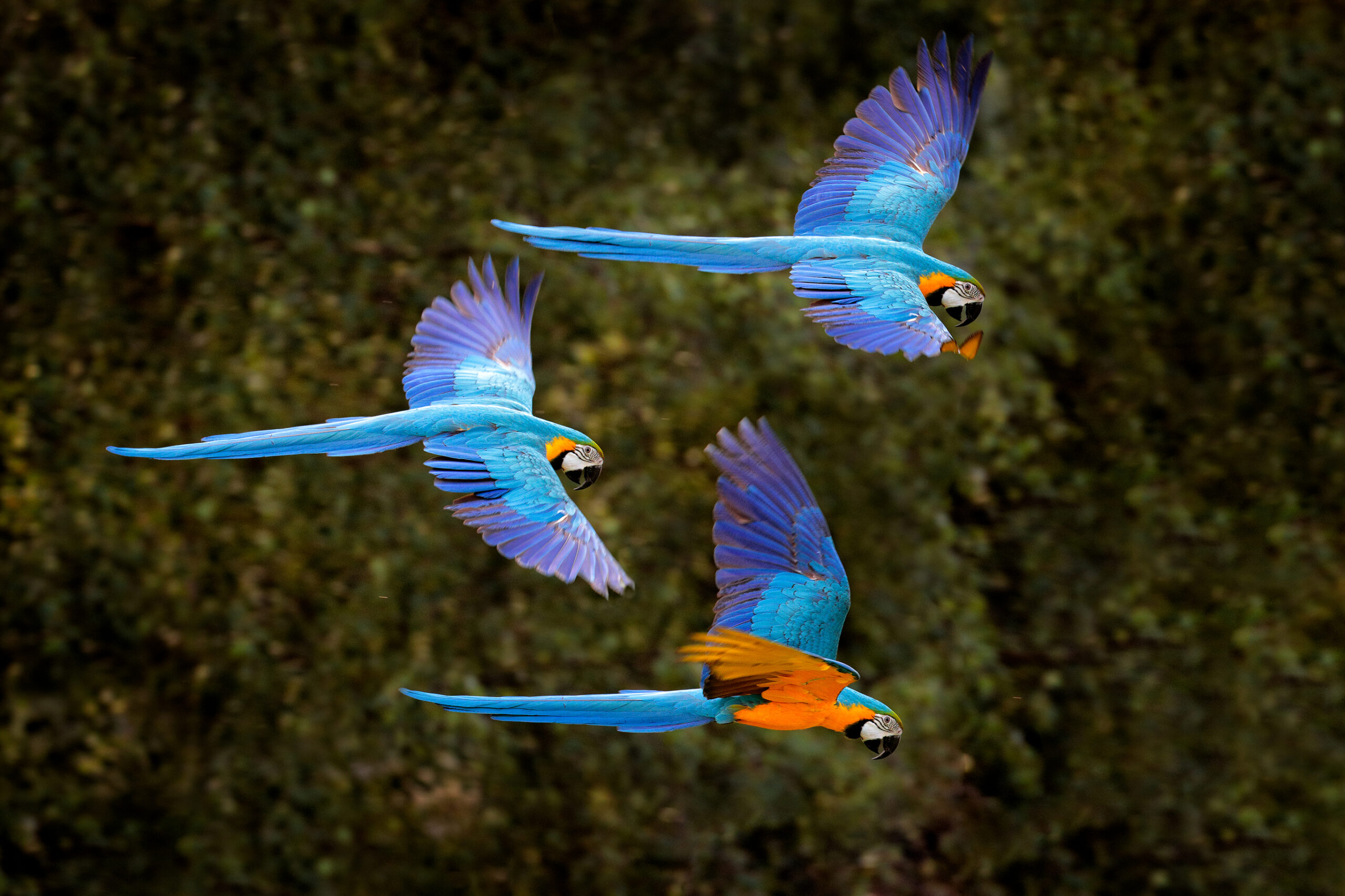 viaggio in amazzonia perù