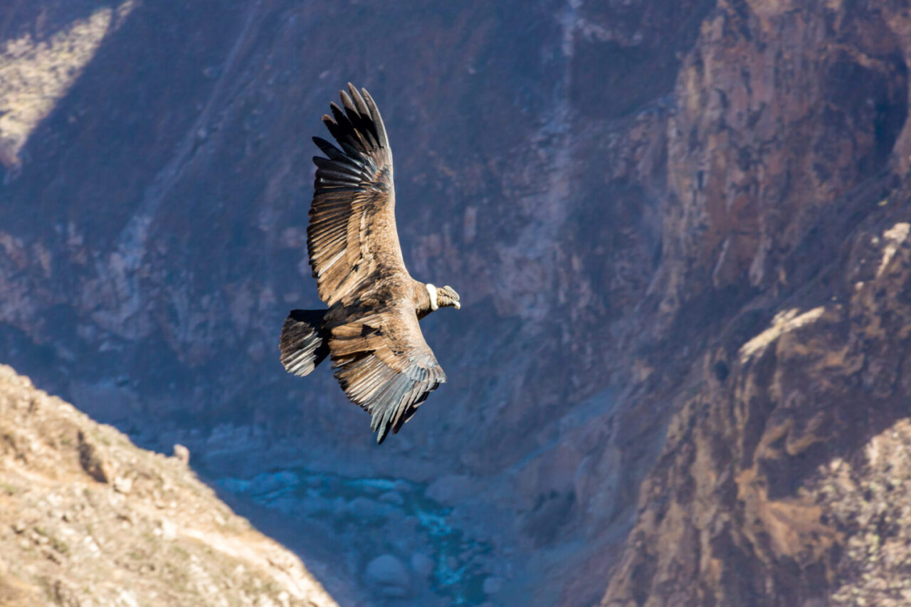 tour canyon del colca perù