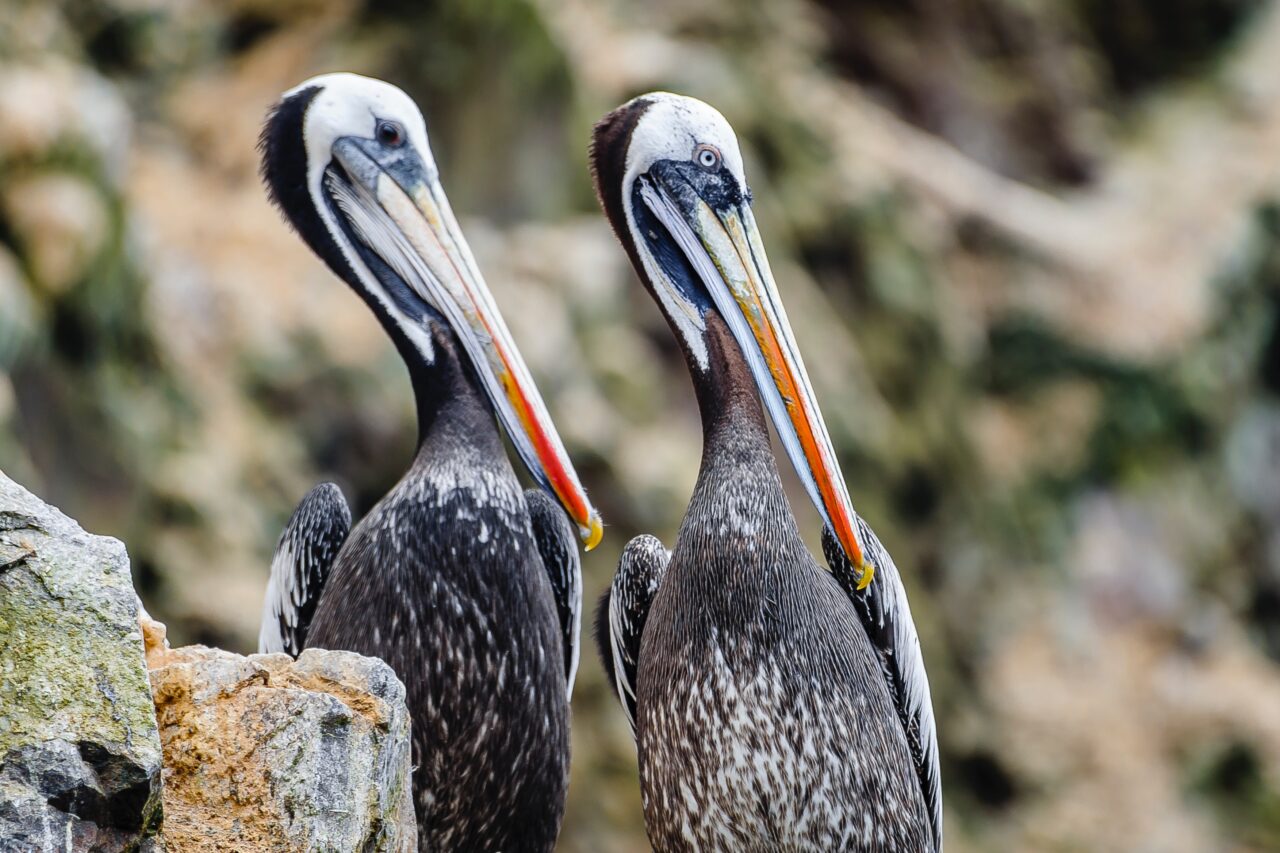 tour a paracas perù